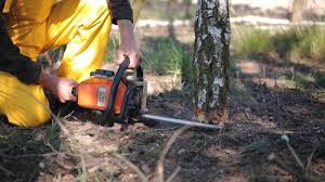 Best Storm Damage Tree Cleanup  in Newton, IA