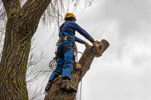 Best Commercial Tree Services  in Newton, IA