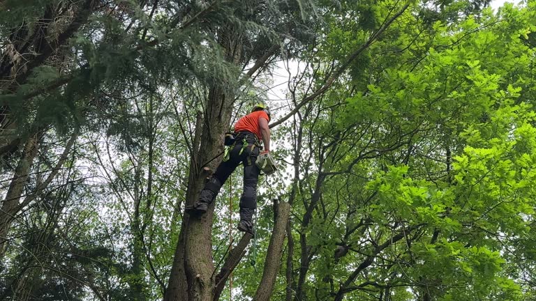 Best Emergency Tree Removal  in Newton, IA