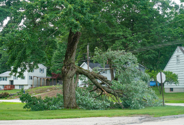 Best Root Management and Removal  in Newton, IA