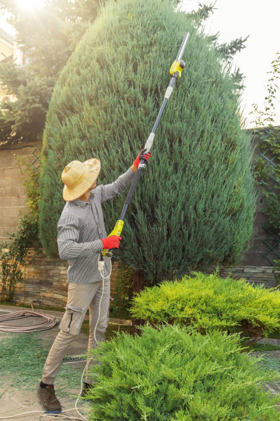 Best Hedge Trimming  in Newton, IA