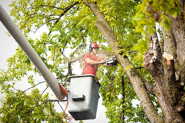 Best Seasonal Cleanup (Spring/Fall)  in Newton, IA